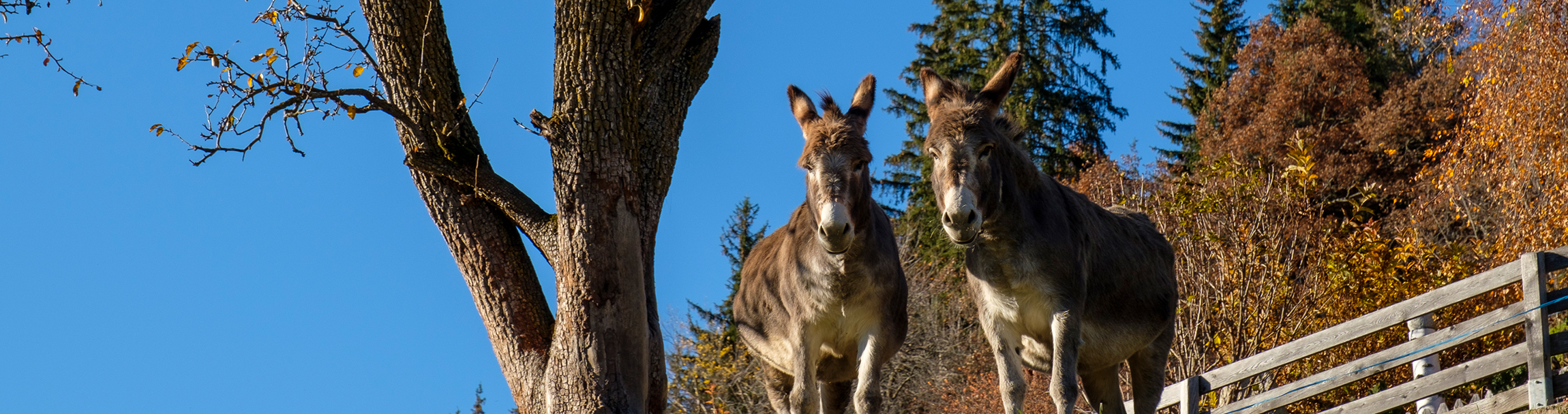 Ferienwohnung im Villnösstal - Urlaub auf dem Bauernhof